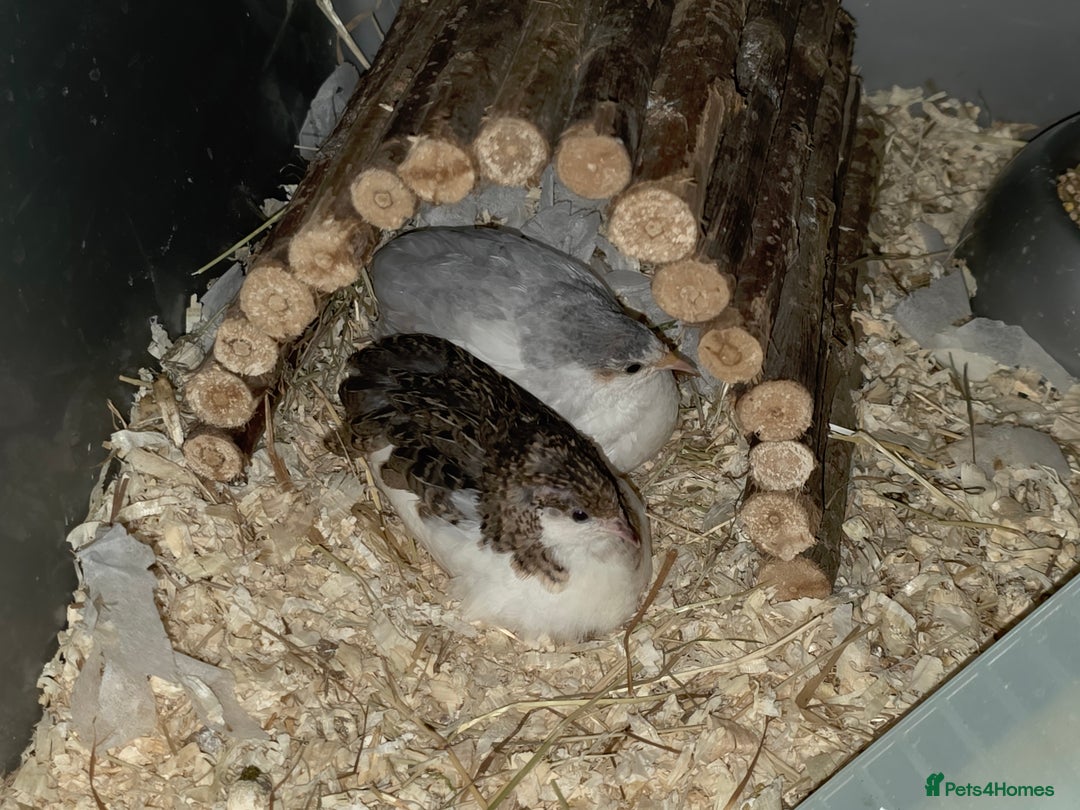 Quail poultry for sale: Male button quails for sale - Image 4