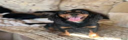 Cocker Spaniel dogs for sale: **MERLE** cocker spaniel puppies READY TO GO!!  - Advert 29