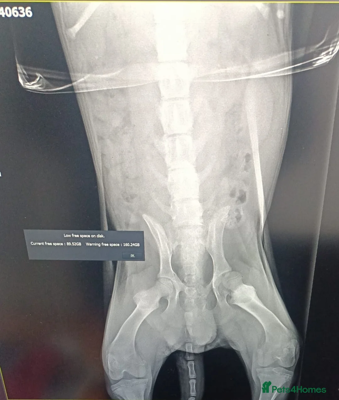 Mixed Breed dogs for adoption: 🐾Meet CHARLIE🐾 - a Lovely Boy for a Loving Home - Advert 14