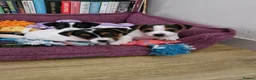 Jack Russell dogs for sale: Three Beautiful  Boys....  in Hereford - Advert 5
