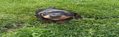 Dachshund Puppy 2
