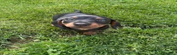Dachshund dogs for sale: Miniature dachshund puppies for sale - Advert 3