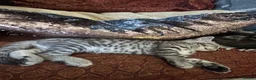 Bengal cats for sale: Bengal x Maine coone kittens - Advert 3