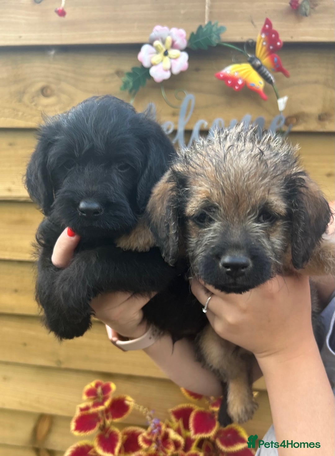Mixed Breed dogs for sale: Bordoodle puppy’s  - Image 3