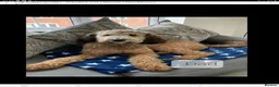 Bernedoodle dogs for sale: F2b midi Bernedoodle  - Advert 30