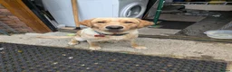 Labrador Retriever dogs for stud: Max Golden Labrador  - Advert 2