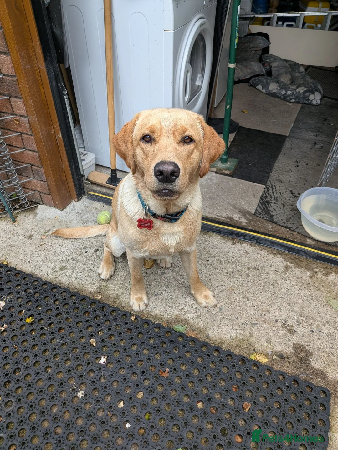 Labrador Retriever dogs for stud: Max Golden Labrador  - Advert 2