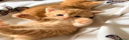 Domestic Shorthair cats for sale: 3 ginger and white boy kittens  in Cumnock - Advert 13