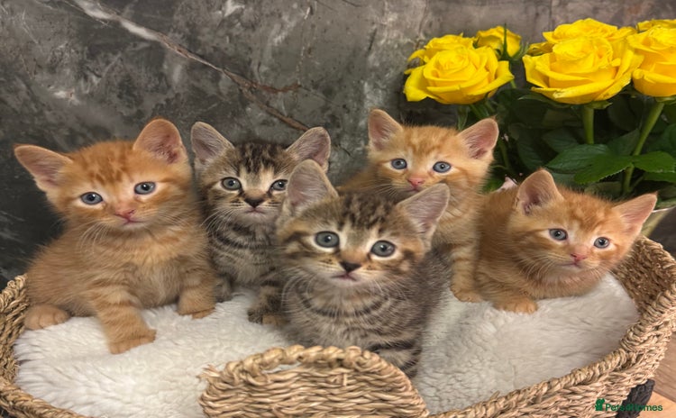 Mixed Breed cats - Advert 10
