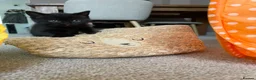 Mixed Breed cats for sale: Gorgeous black kittens ready next week - Advert 11