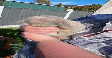 Mini Lop rabbits - Advert 14