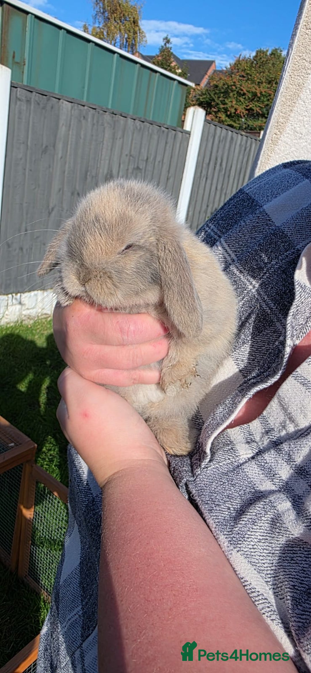 Mini Lop rabbits for sale: Two Mini Lop Bucks for Sale - Image 2