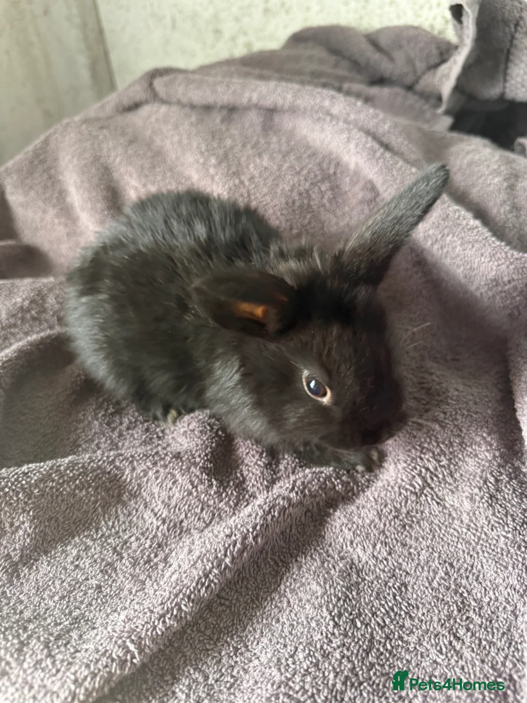 Mini Lion Lop rabbits for sale: Lion lop bucks - Advert 4