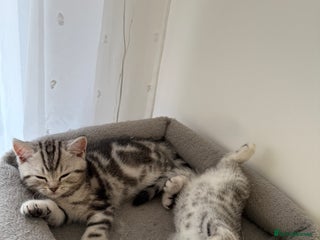 Scottish Fold cats 🐾 Adorable Scottish Straight kittens - Advert 2