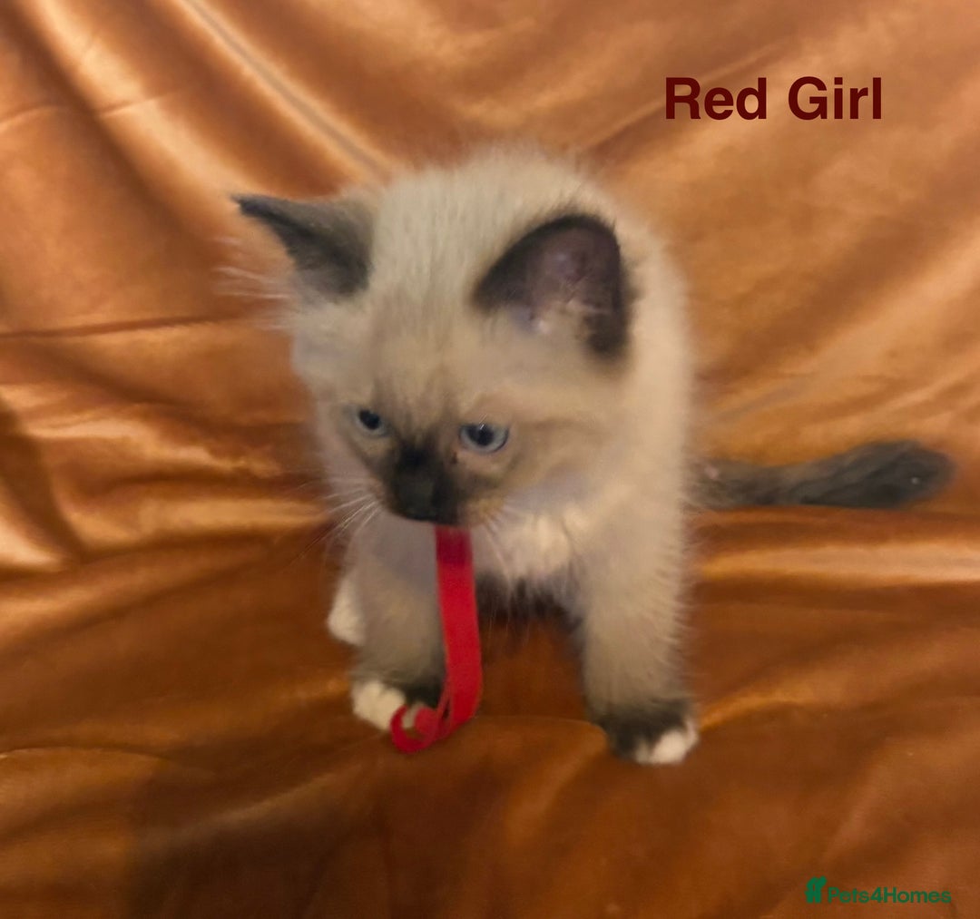 Ragdoll cats for sale: Adorable pure Ragdoll kittens boys and girls - Image 29