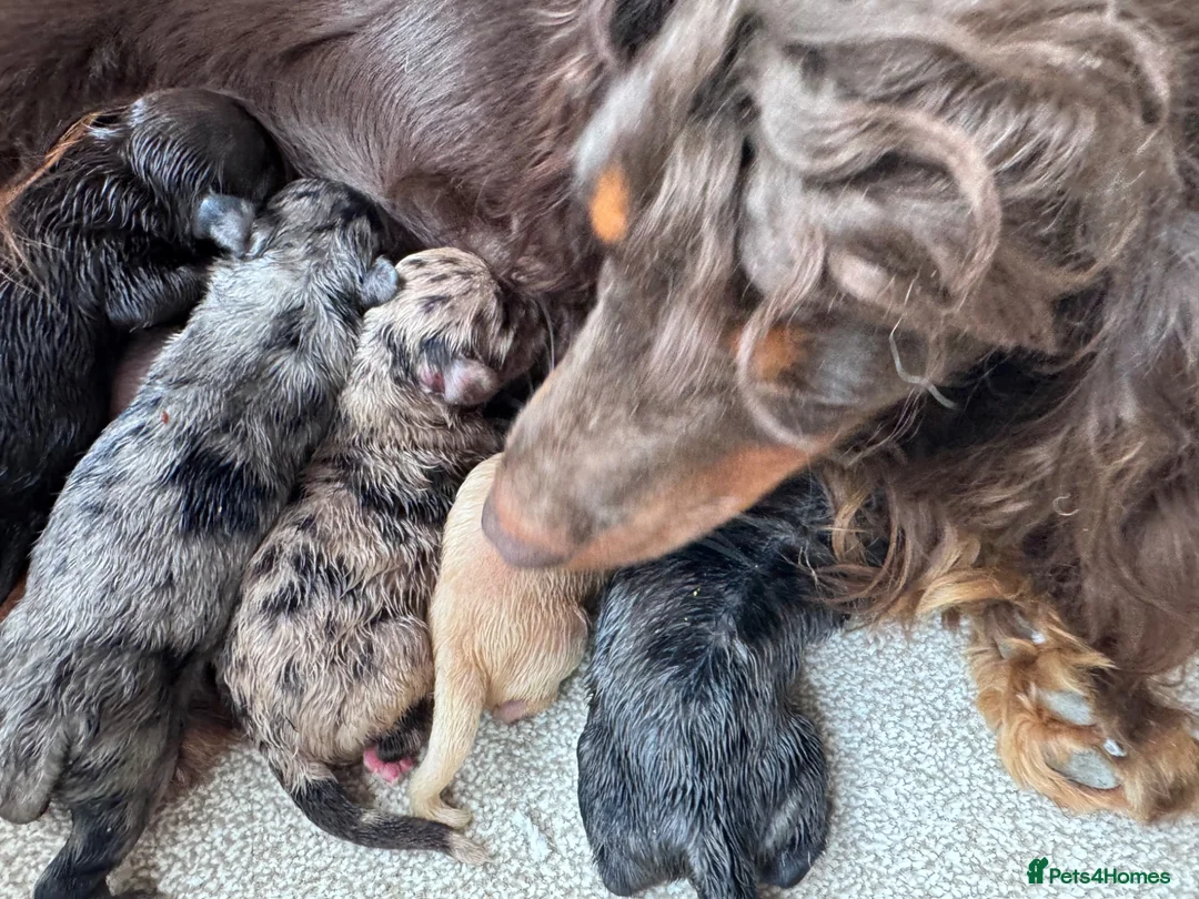 Cockapoo dogs for sale: Cockerpoo girls  - Advert 2