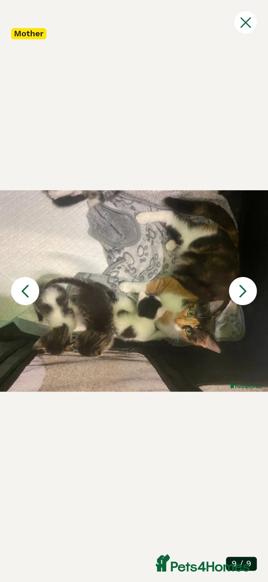 Mixed Breed cats for sale: Little 8 wk old girl - Advert 2