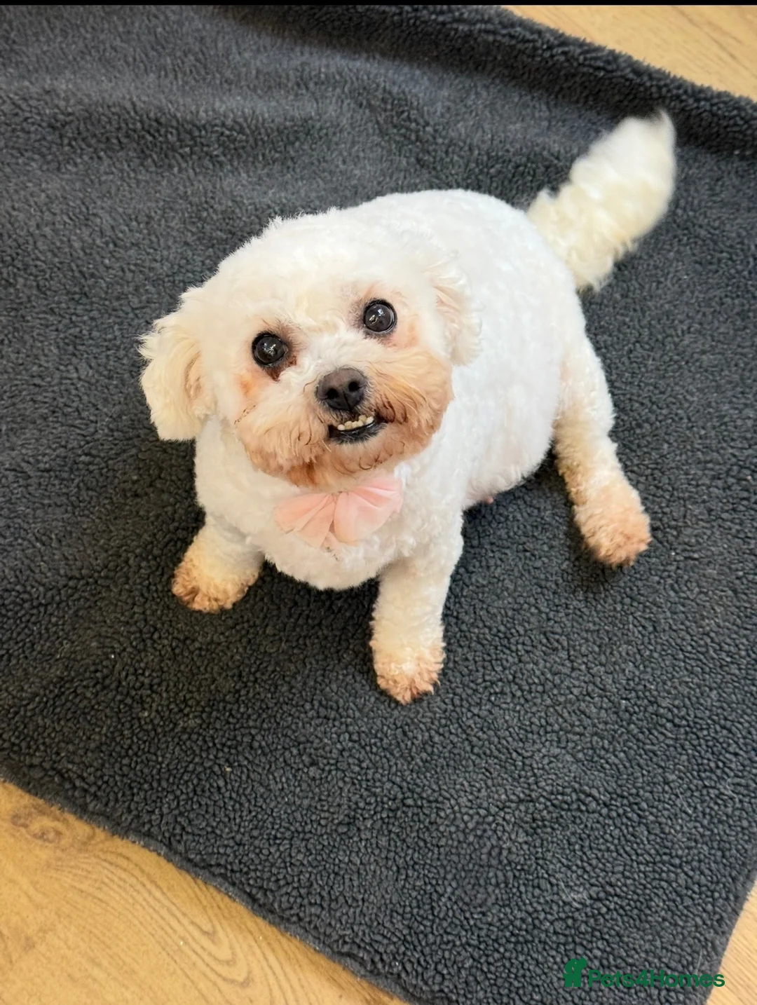 Bichon Frise dogs for sale: Bichon frise kc adult female in Sittingbourne - Advert 2