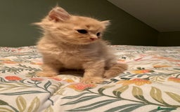 Mixed Breed cats for sale: Ragdoll X Russian Blue X - Image 5