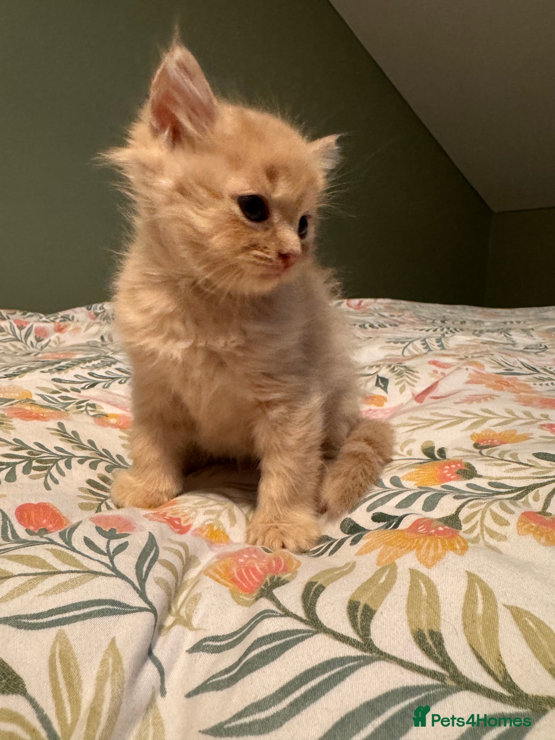 Mixed Breed cats for sale: Ragdoll X Russian Blue X - Image 5