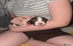 Sprocker dogs for sale: 9 Beautiful Sprocker puppies for sale - Image 8