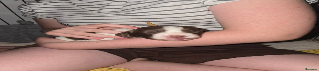 Yellow Collar(Secured)