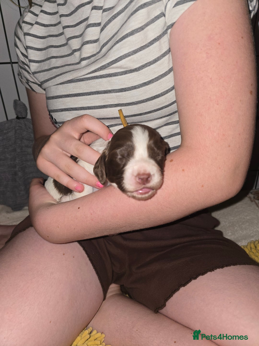 Sprocker dogs for sale: 9 Beautiful Sprocker puppies for sale - Image 8