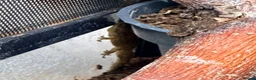Gecko reptiles for sale: Mourning Gecko Colony + 3 tanks approx 20 geckos - Advert 5