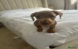 Miniature Dachshund dogs for sale: Miniature Dashund Puppy - Image 3