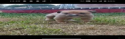 Lurcher dogs for sale: Lurcher Puppies. 5 boys and 1 girl left in Taunton - Advert 8