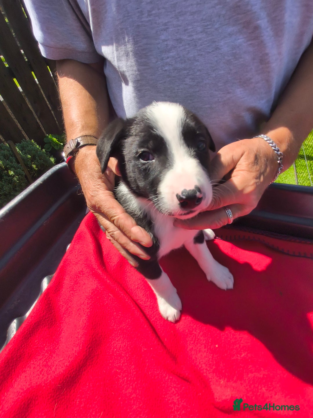 Border Collie dogs for sale: Border Collie pups for sale - Image 13