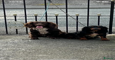 Cocker Spaniel dogs - Advert 6