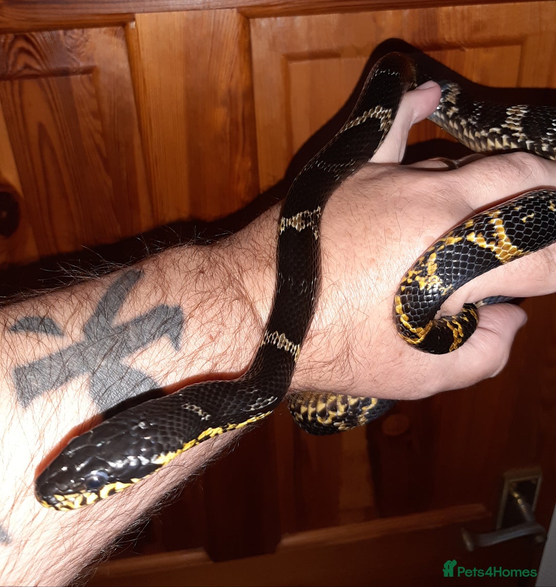 Rat Snake reptiles for sale: Russian ratsnake 100% het axanthic  - Image 2
