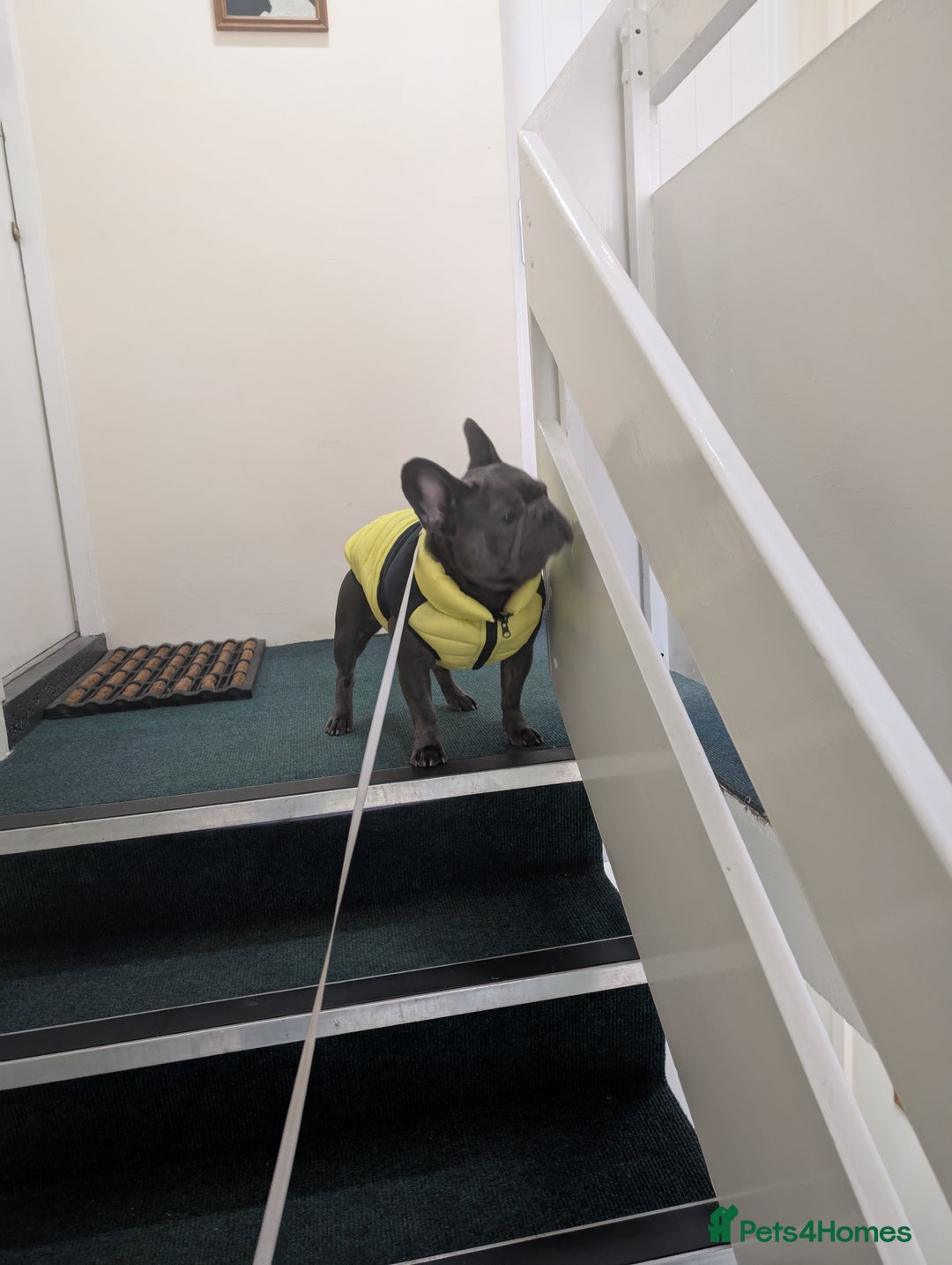French Bulldog dogs for sale: French bulldog  - Image 4
