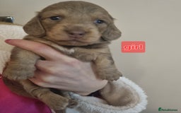 Miniature Dachshund dogs for sale:   Long haired  dachshunds puppies  top quality  - Image 20