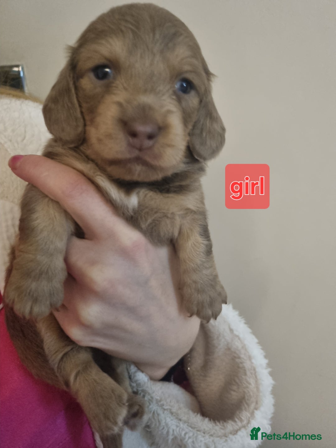 Miniature Dachshund dogs for sale:   Long haired  dachshunds puppies  top quality  - Image 20