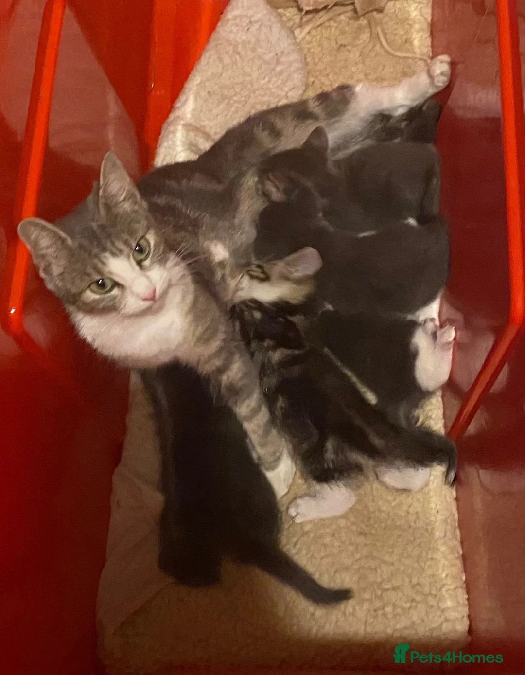 Mixed Breed cats for sale: Stunning part Siamese kittens ready now  - Advert 2