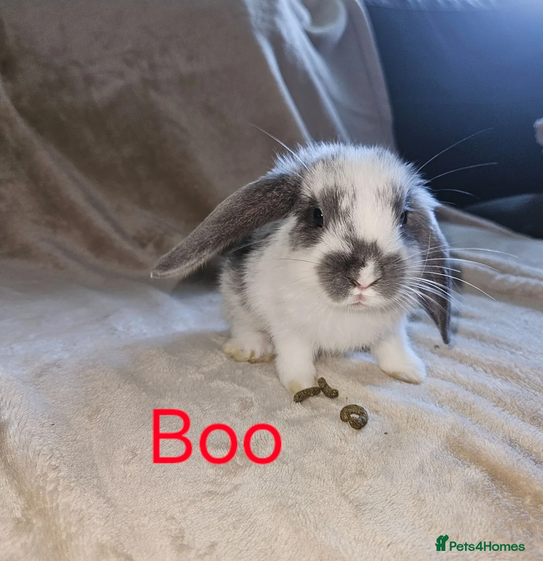 Mini Lop rabbits for sale: Baby Lop rabbits for sale to loving homes - Advert 2