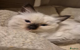 Ragdoll cats for sale: Pure Ragdoll Kittens for sale - Image 20