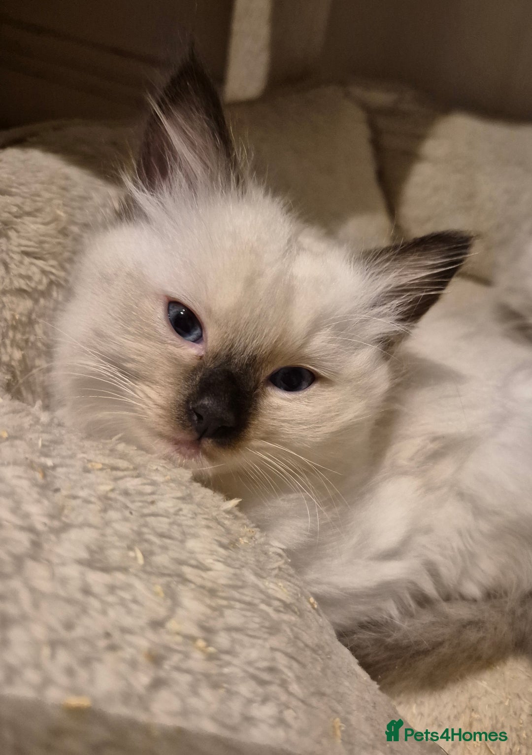 Ragdoll cats for sale: Pure Ragdoll Kittens for sale - Image 20