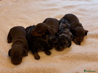 Miniature Dachshund dogs Rainbow minture dacshund babies - Advert 3