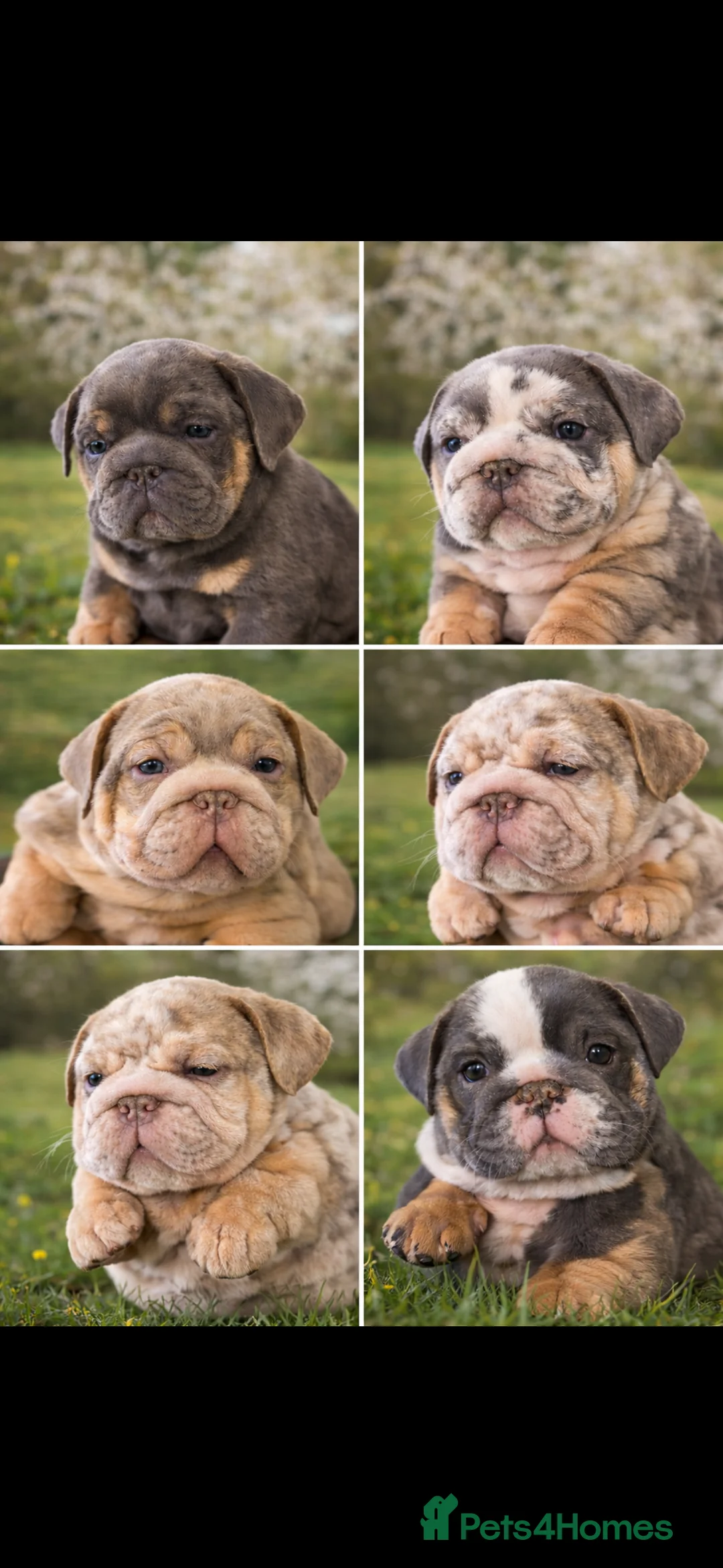 English Bulldog dogs for sale: Matthew  - Advert 4