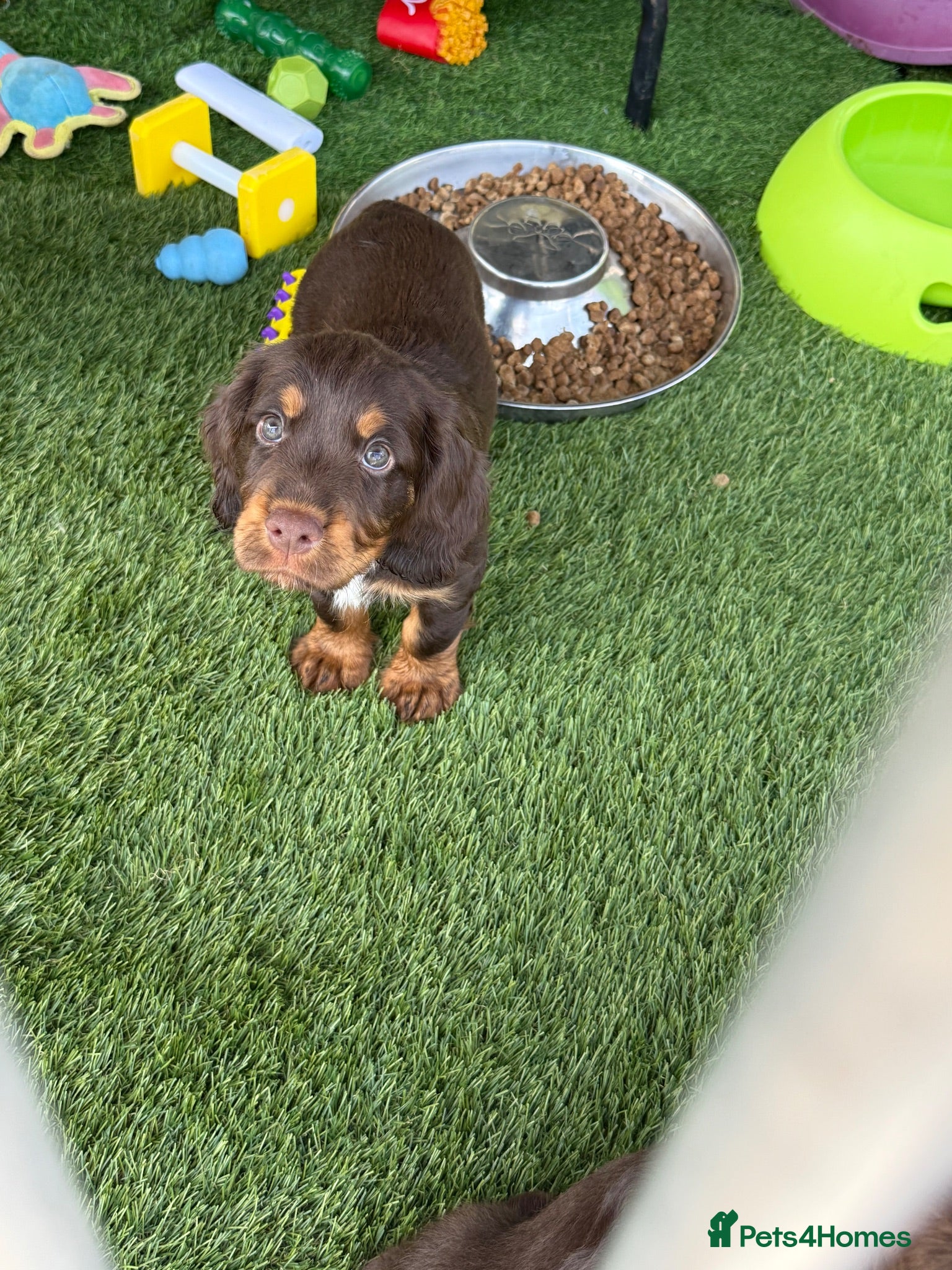 Cocker Spaniel dogs Working cocker Spainel puppies  - Advert 1