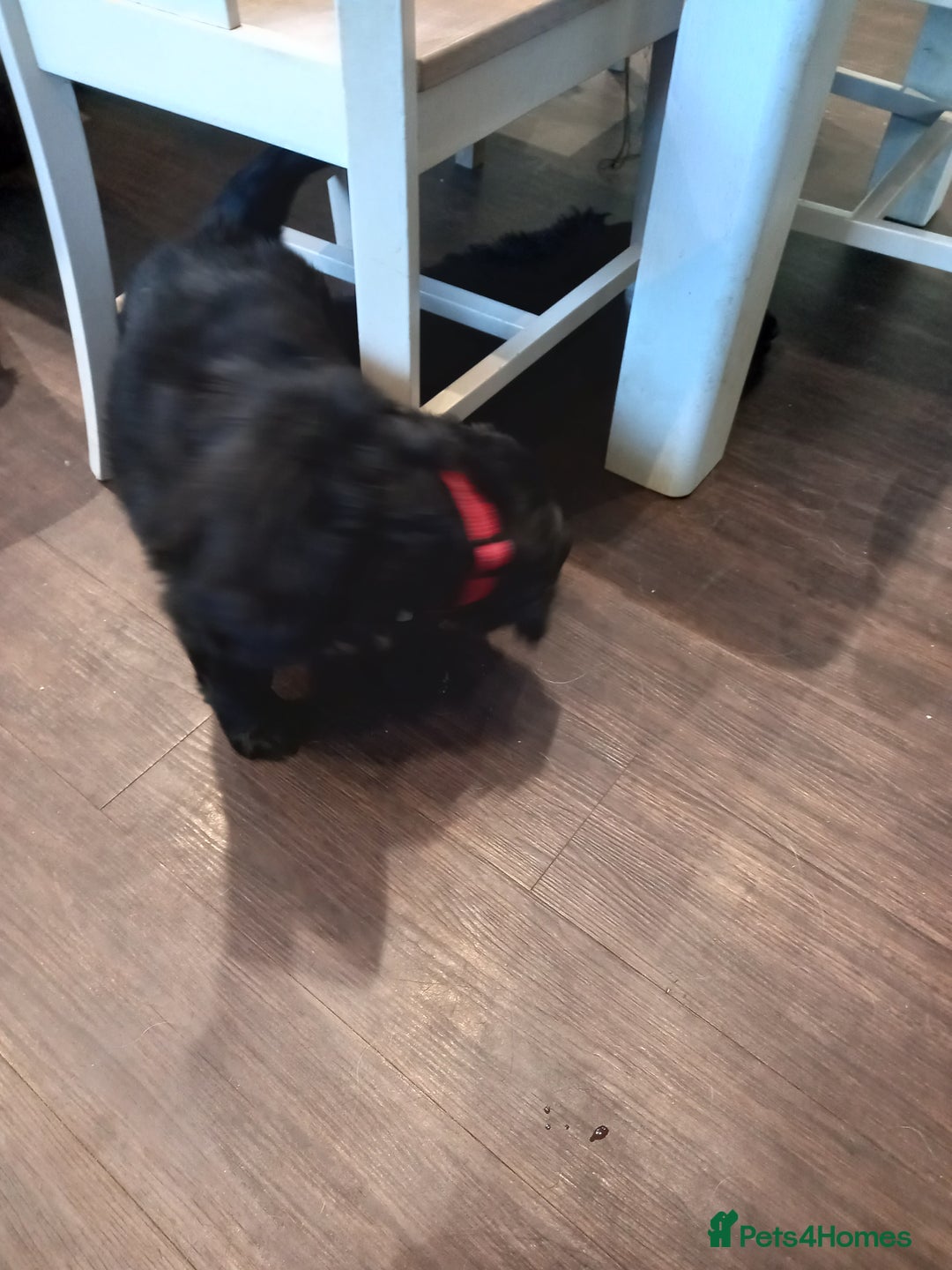 Mixed Breed dogs for sale: Golden Mountain Dog Pups - Advert 7