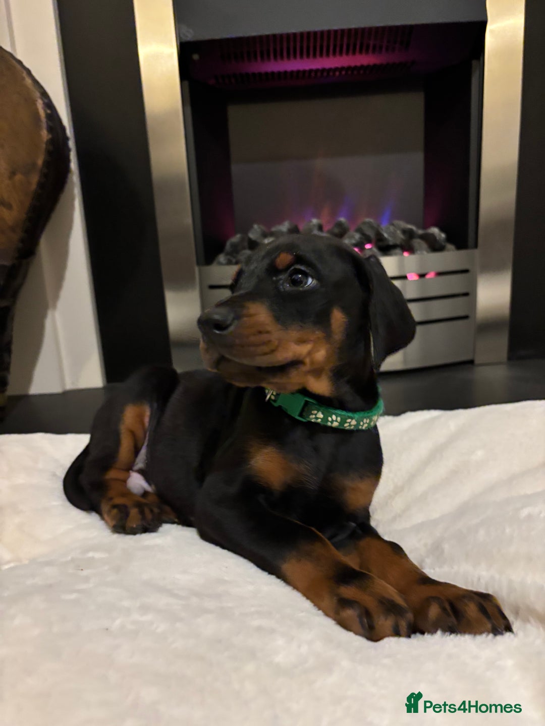 Dobermann dogs for sale: Stunning KC Dobermans champion bloodlines  - Advert 28