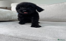 Mixed Breed dogs for sale: 🐾 🧸 *Ready Saturday* Beautiful Doodles 💕🐾 - Image 23