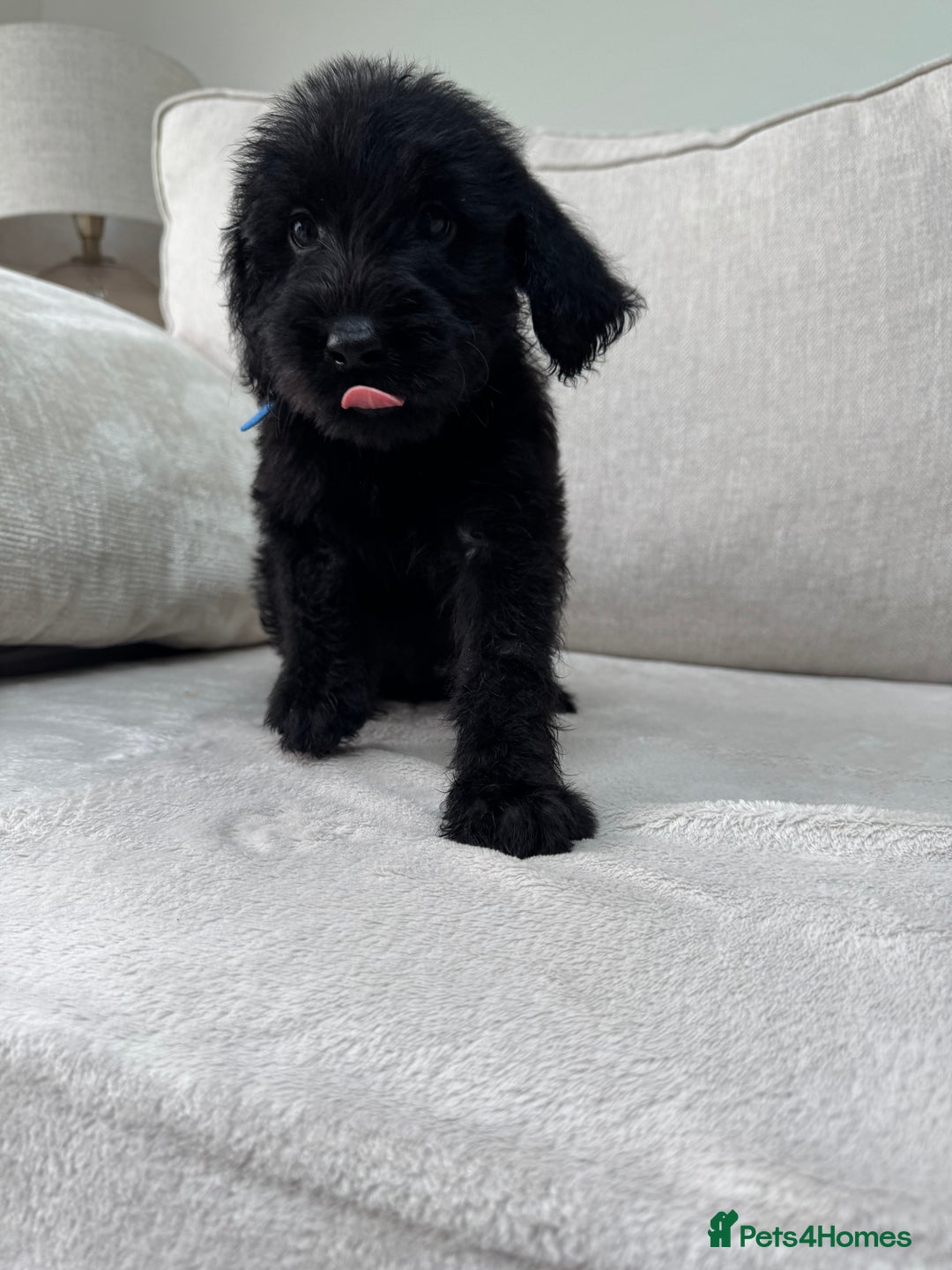 Mixed Breed dogs for sale: 🐾 🧸 *Ready Saturday* Beautiful Doodles 💕🐾 - Image 23