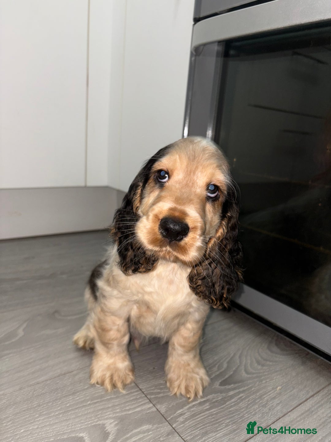 Cocker Spaniel dogs for sale: KC Reg Delightful Show Type Cocker Spaniels - Advert 35