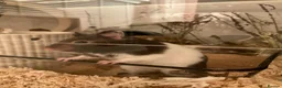 Hamster rodents for sale: Female hamster for sale- good home wanted - Advert 4