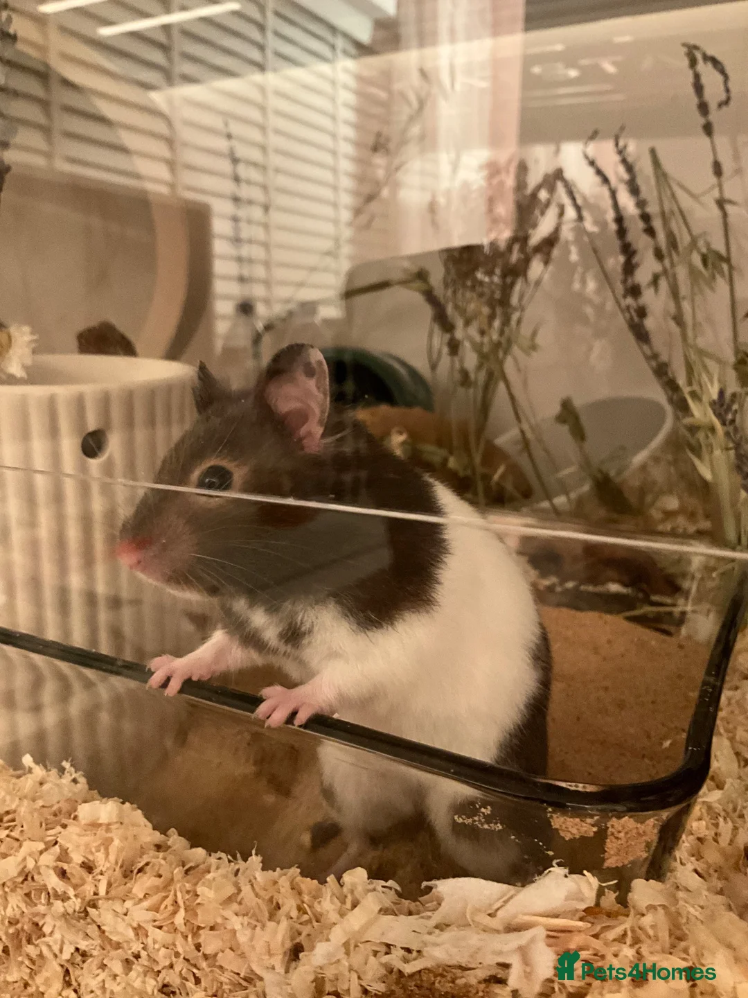 Hamster rodents for sale: Female hamster for sale- good home wanted - Advert 4